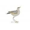 Ptak brzegowy Seaton kamusznik