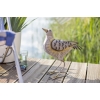Ptak brzegowy Seaton kamusznik